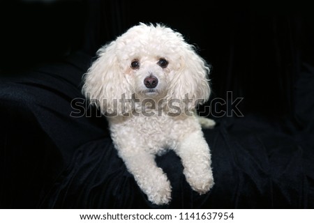 White Female Poodle Dog. Isolated on Black Velvet. 