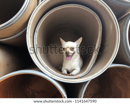 Chihuahua dog lying in the paper tank that laid over lapped, cute dog.