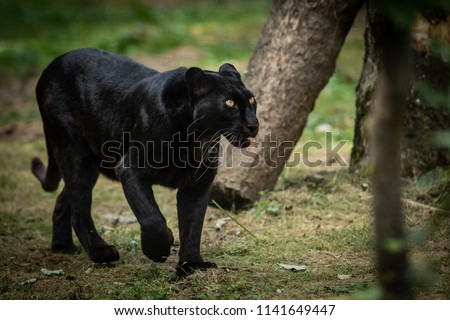 Black Panther in the forest Royalty-Free Stock Photo #1141649447