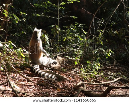 A picture of a cute ring-tailed lemur (Lemur catta) sitting in the sun in a forest. 