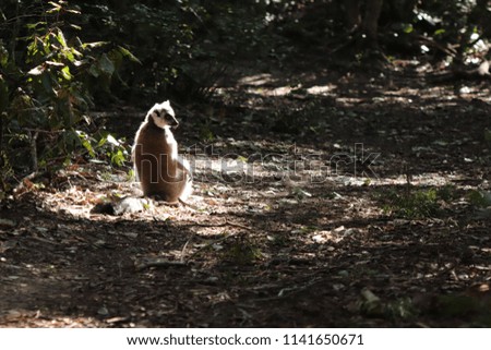 A picture of a cute ring-tailed lemur (Lemur catta) sitting in the sun in a forest. 