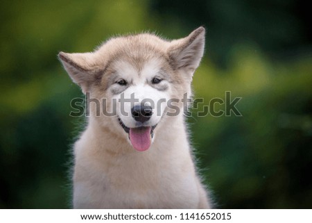 Beautiful puppy Alaskan Malamute on a background of nature.