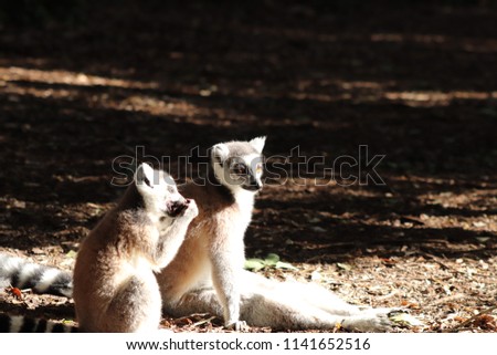 A picture of two cute ring-tailed lemurs (Lemur catta) sitting in the sun in a forest. 