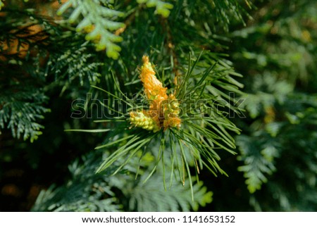 A green branch of spruce with young shoots on a blurred background. Shallow depth of field. In the category of texture, screen saver, wallpaper.