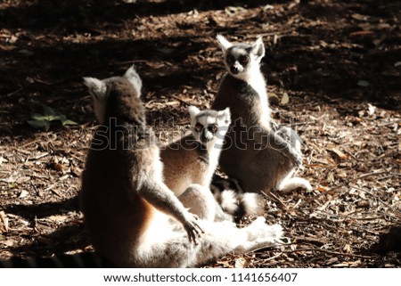 Three cute ring-tailed lemurs (Lemur catta) sitting in the sun in a forest. 