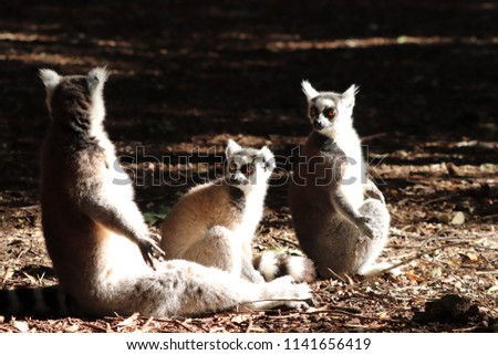 Three cute ring-tailed lemurs (Lemur catta) sitting in the sun in a forest. 