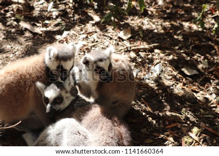 Three cute ring-tailed lemurs (Lemur catta) cuddling in a forest. 