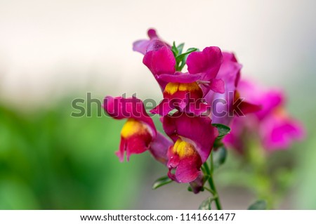 Antirrhinum majus, common snapdragon in bloom, dark purple flowers