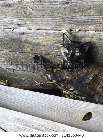 Calico cat playing in leaves