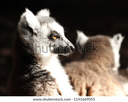 A close up shot of two cute ring-tailed lemurs (Lemur catta) sitting in the sun in a forest. 
