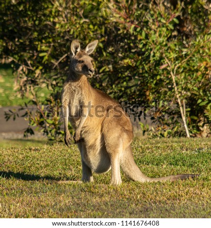A female Eastern Grey Kangaroo with a Joey hiding in its pouch pauses from grazing to observe the locals passing on a foot path illuminated by the late afternoon sunlight