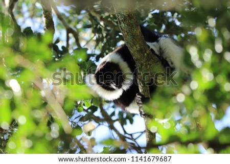 A picture of a black and white ruffed lemur sitting in a tree in a forest. Eco- conscious concept image. 