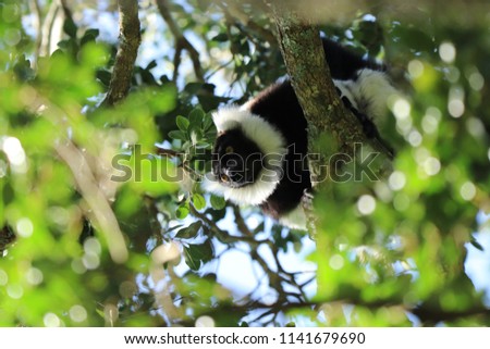 A picture of a black and white ruffed lemur sitting in a tree in a forest. 
