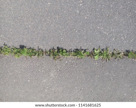 Green grass. It grows in the asphalt. Background.