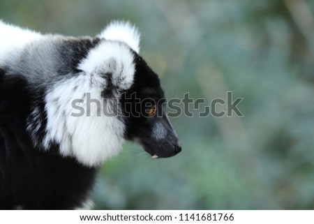 A close up shot of black and white ruffed lemur in a forest. This is an endangered animal.  