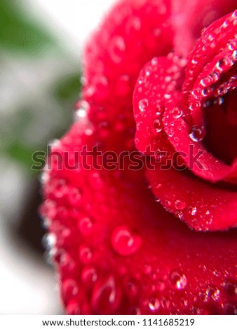 beautiful Red rose with dew drops, freshness - macro