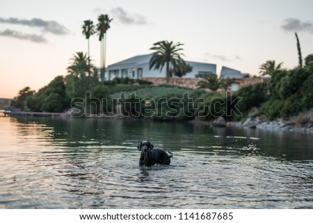 Photograph of a dog playing in the sea on a small beach in front of the port of Mahon, Menorca with the light of a beautiful sunset.