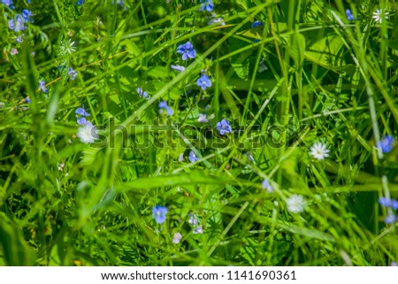 Green wildflowers and grasses