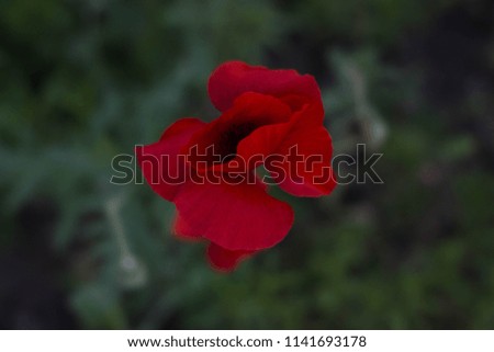 Red decorative poppy flower on a dark background