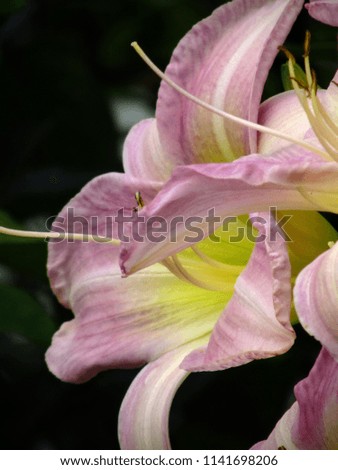 Bunch pink and yellow lilies