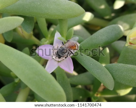Honey on Tiny Flower