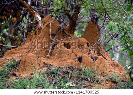 indian snake house or Anthill