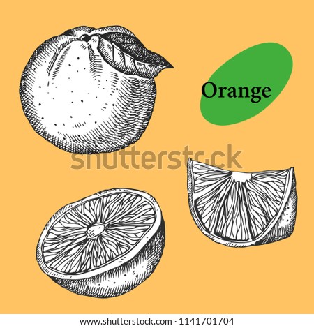 Orange set. Hand drawn fruit  Can be used for vegan products, brochures, banner, restaurant menu, farmers market and organic food store