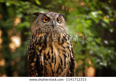 Portrait popular owl Grouse big - Bubo bubo.  Photo from Czech republic.