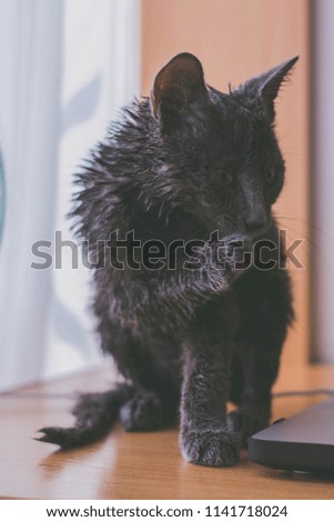 wet cat at home