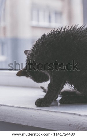Wet cat at home