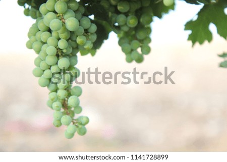 A cluster of  young white grapes with green leaves in a flowering vineyard