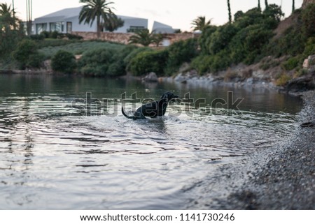 Photograph of a dog playing in the sea on a small beach in front of the port of Mahon, Menorca with the light of a beautiful sunset.