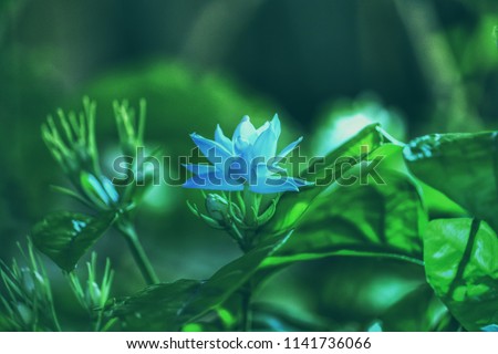 Most beautiful jasmine flower is blooming at night. this one is looking so fresh and shine in moonlight. nature wallpapers, beautiful images, beautiful pictures, beautiful wallpapers, flower