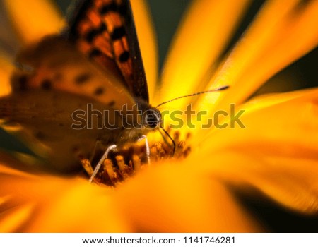 butterfly on yellow blossom