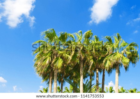 Several high green palm trees tops against the background of blue sky with several white clouds. Hot day in fall. Concept of vacation and relaxation on a tropical island