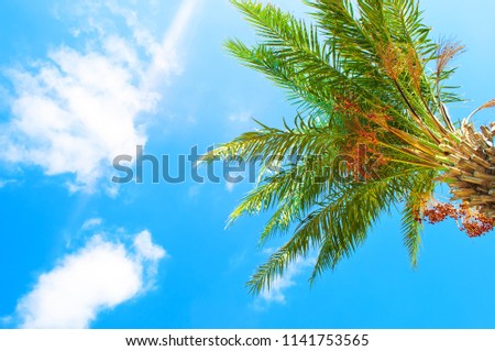 Closeup of green palm tree branch against the background of blue sky with several white clouds. Hot sunny day in fall. Concept of vacation and relaxation on tropical island. View up from the ground