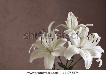 White lily flowers closeup on pink wall background with copy space for text.
