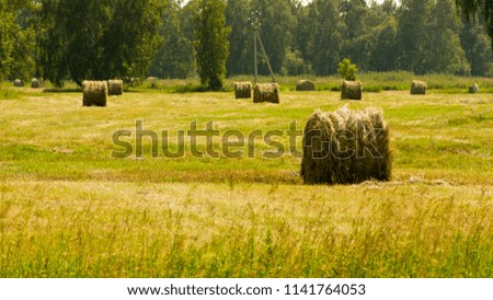 hay collected in rolls