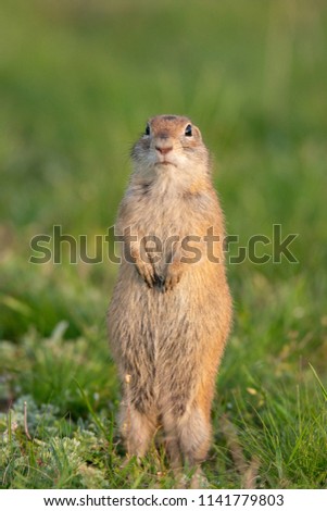 Ground squirrel (Spermophilus pygmaeus) standing in the grass.