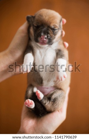 Newborn welsh corgi puppy 