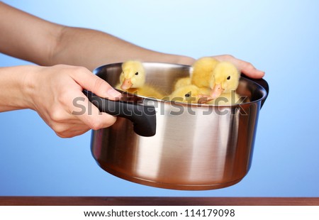 Duckling in saucepan in hands on blue background