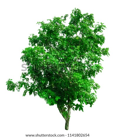Tree on white background with clipping path. tree in various shapes from Thailand, can be used to design, decorate or apply to natural articles on both print and website.