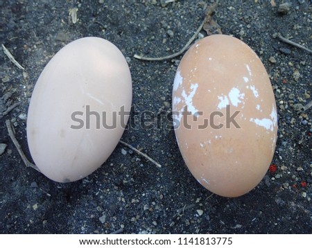 Megapode eggs in Kokopo , Papau New Guinea. Royalty-Free Stock Photo #1141813775