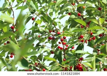 Fresh ripe cherry berries on tree