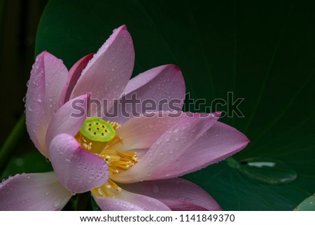 Lotus flowers and leaves in Macau