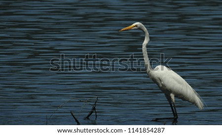 White Egret Hunting  