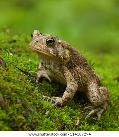 Eastern American Toad Frog on moss covered forest floor with green background; suburban Philadelphia, Pennsylvania, USA