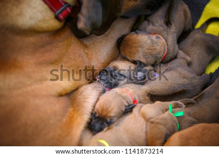 Newborn puppies. Rhodesian Ridgeback breed. Puppies eat milk from their mother.