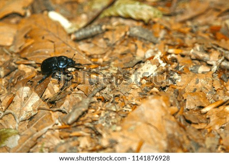 Black bug on brown floor
