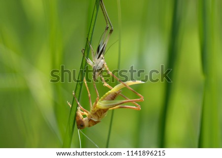 Life circle. A grasshopper sitting on a plant stem beside its old skin.  Lugi, Carpathians, Ukraine, June, 2018